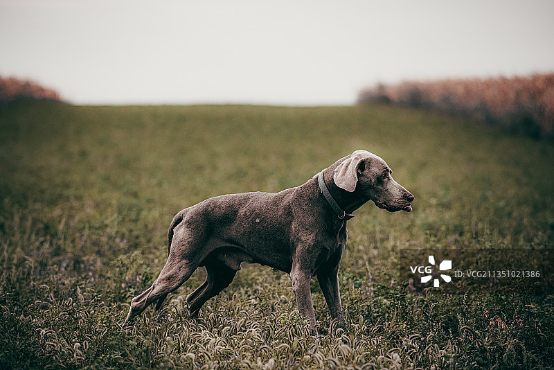 站在塞尔维亚田野上的纯种威玛猎犬的侧面照图片素材