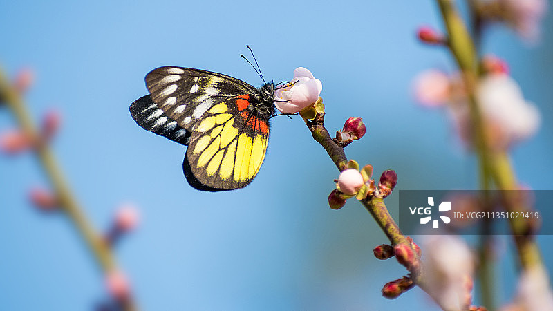 彩蝶恋梅花图片素材
