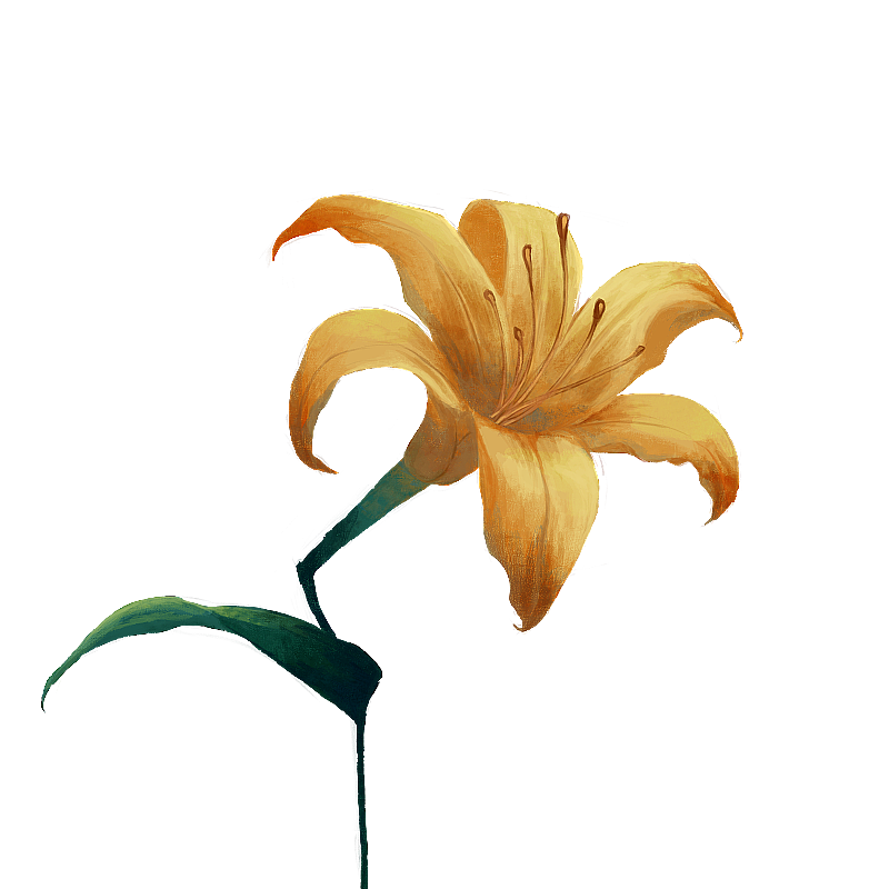 萱草花图片素材