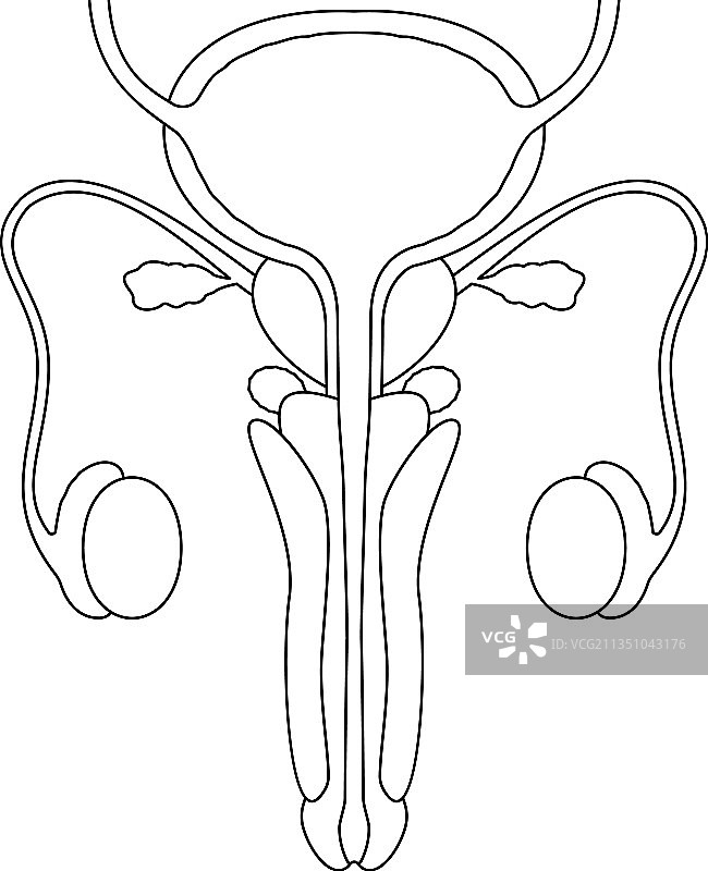 男性生殖系统线条风格图片素材