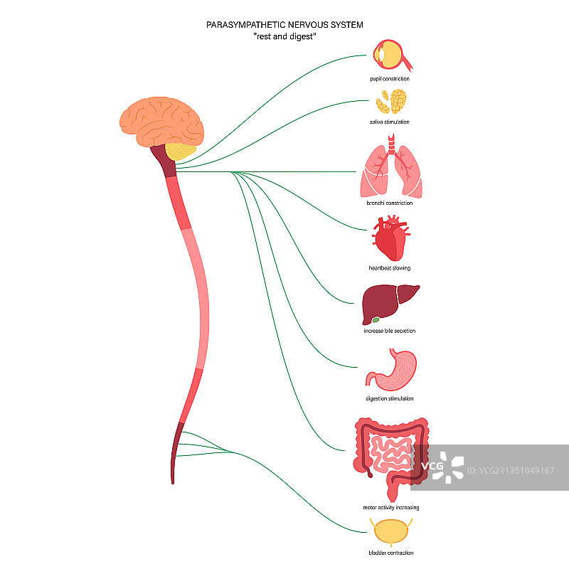 副交感神经系统图片素材