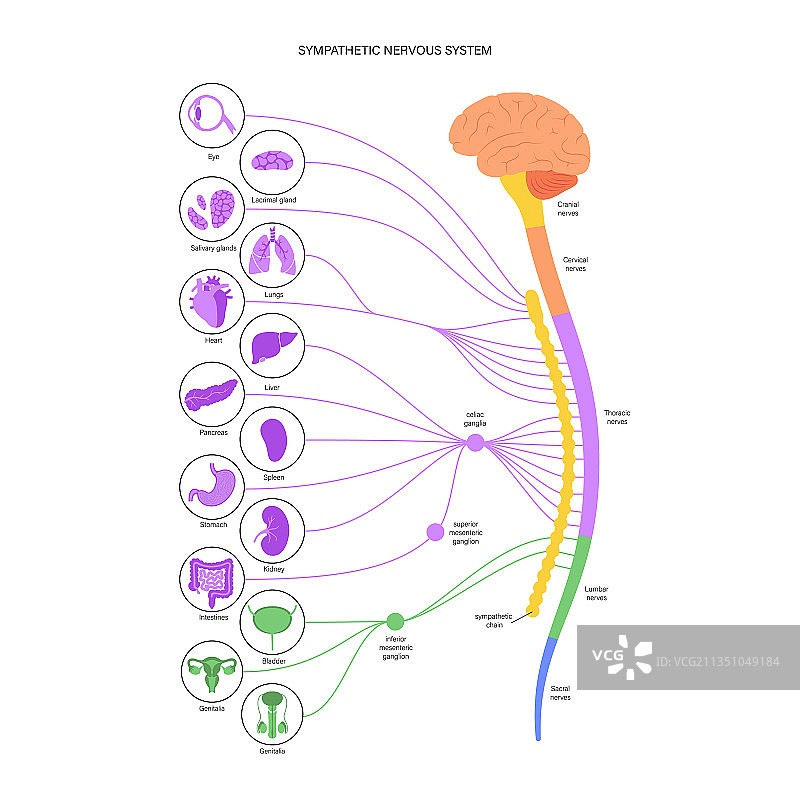 交感神经系统图片素材