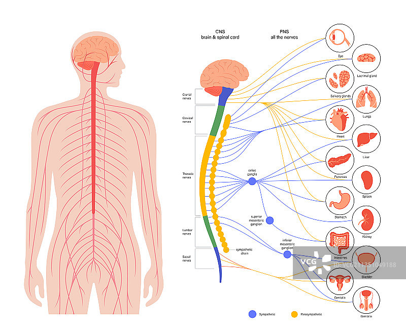 自主神经系统图片素材