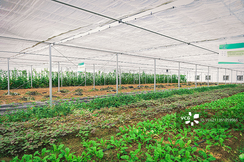 有机农场采摘图片素材