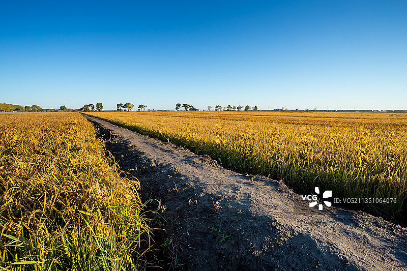 秋季东北黑土地上金色的稻田图片素材