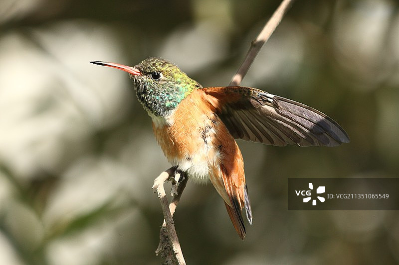 振翅欲飞图片素材