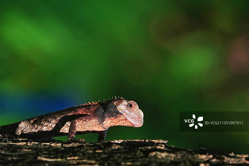 变色树蜥 Calotes versicolor图片素材
