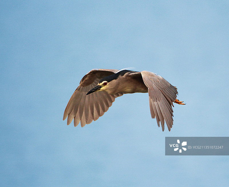 夜鹭雄风图片素材