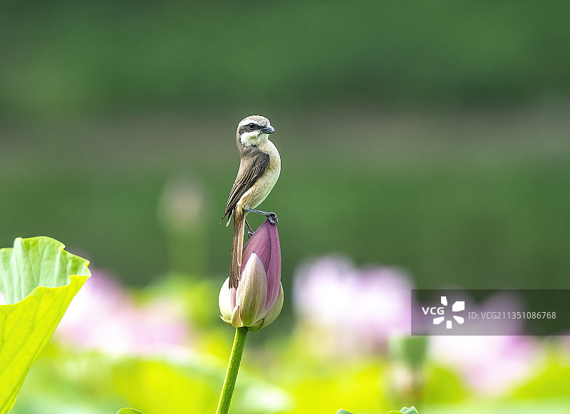 荷花伯劳图片素材