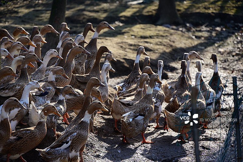 一大群农村散养放养的鸭子禽类家禽禽肉类禽蛋养鸭场图片素材