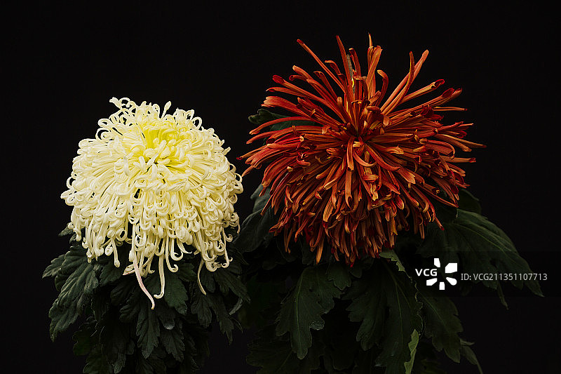 菊花五颜六色组合品种纯背景图片素材