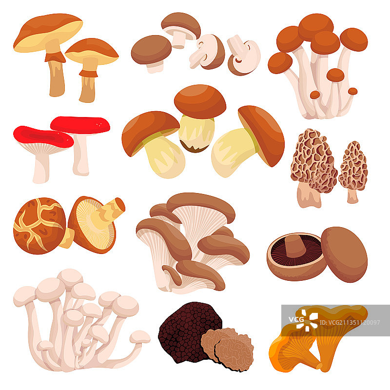 白色背景上孤立的蘑菇合集图片素材