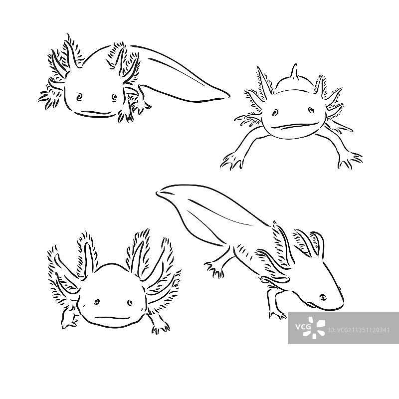 分离的古董墨西哥钝口螈雕刻图片素材