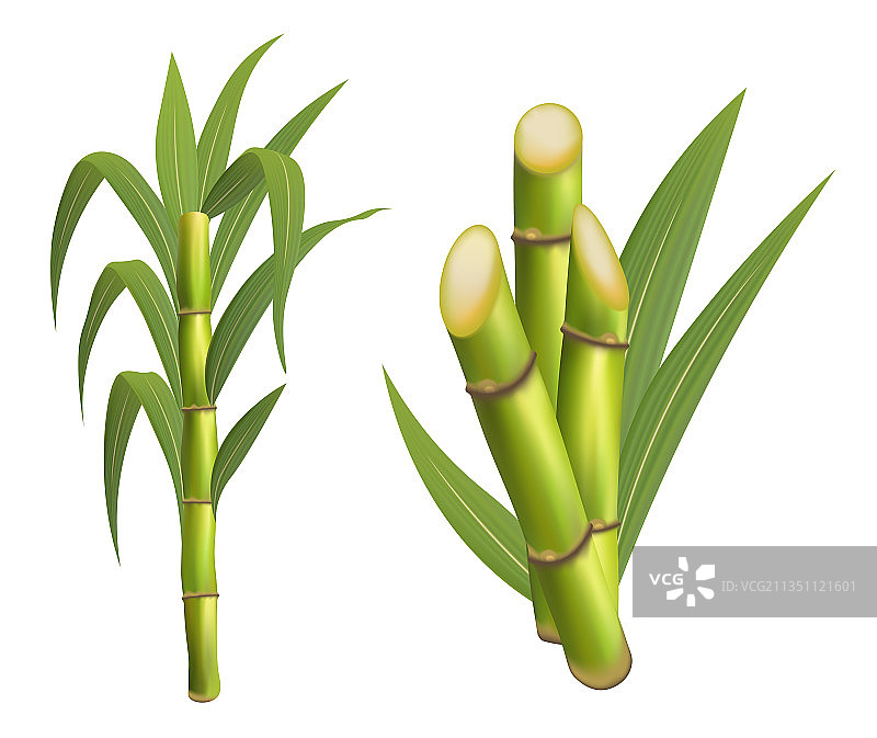 带茎叶的甘蔗植物图片素材