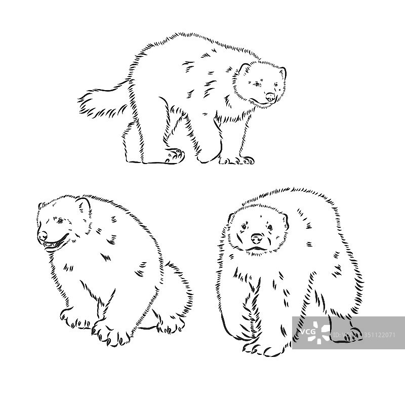 黑色手绘狼獾素描图片素材