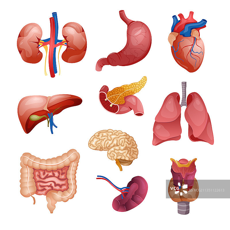 人体器官图标合集图片素材