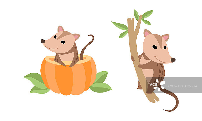 可爱的负鼠坐在树上偷看图片素材