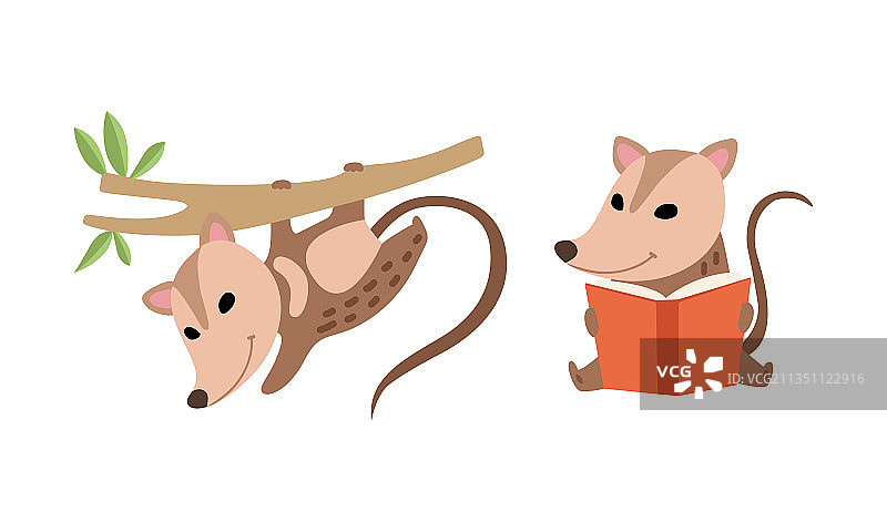 可爱的负鼠动物阅读书籍并悬挂着图片素材