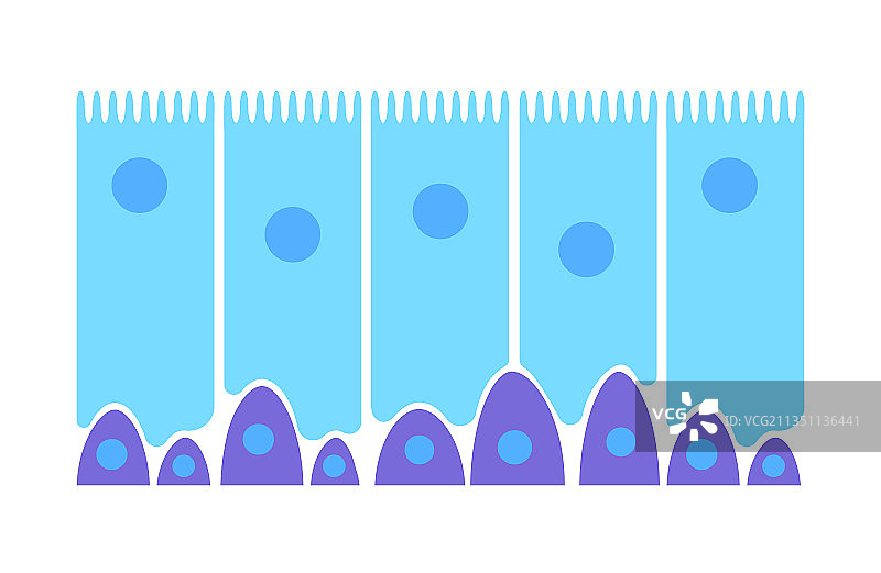 鼻粘膜上皮图片素材