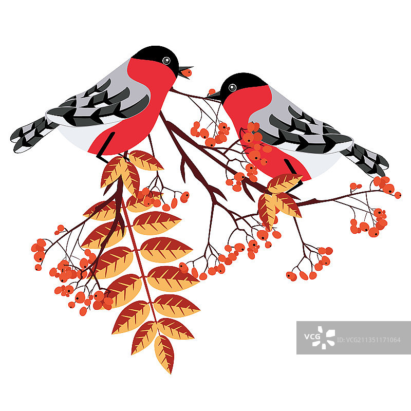 红腹灰雀图片素材