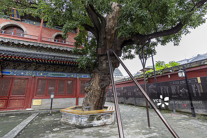 北京东城区智化寺古树图片素材
