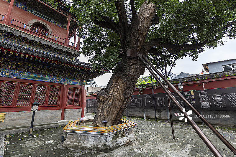北京东城区智化寺古树图片素材