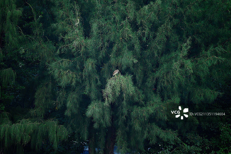 树丛的高光图片素材