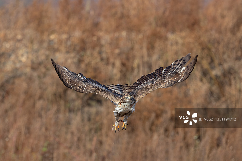 鹰雕：它有着强健的翅膀，锋利的脚爪，锐利的眼神…图片素材