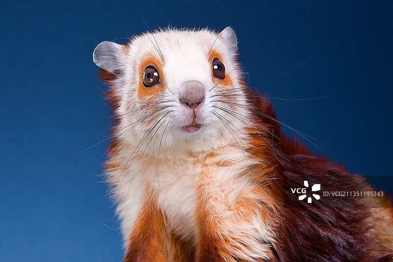 红白鼯鼠图片素材