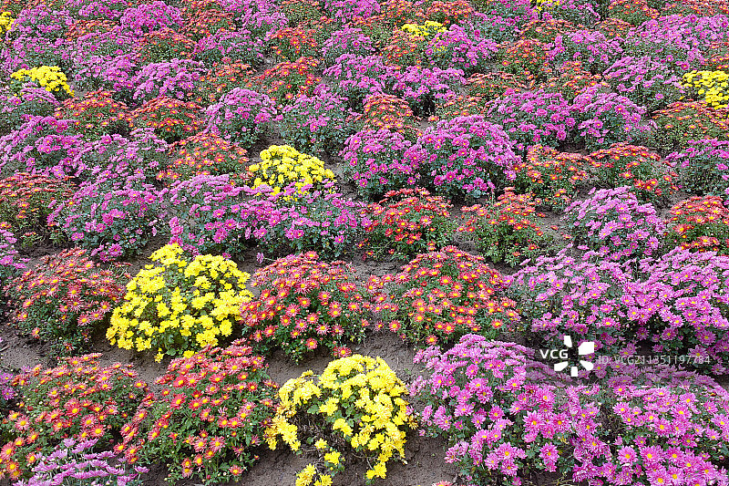 节日的花朵图片素材