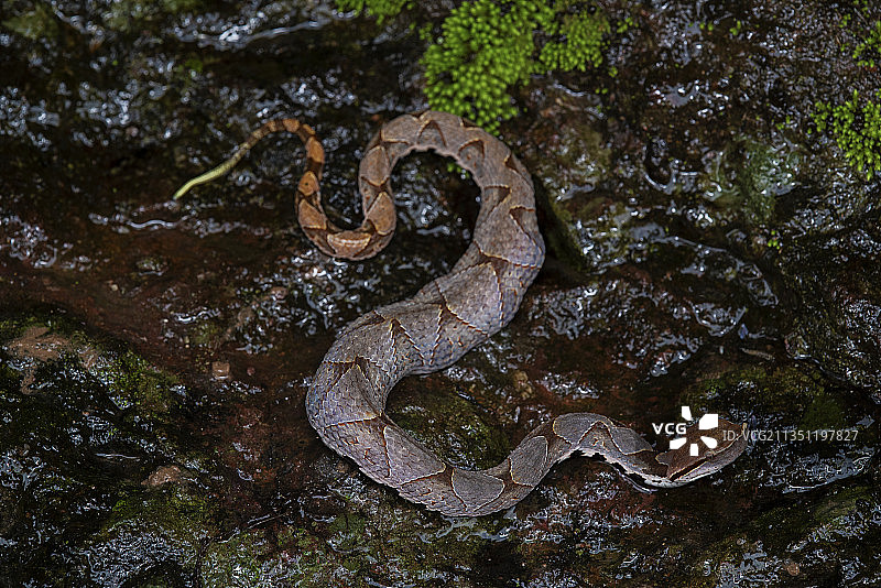 五步蛇图片素材