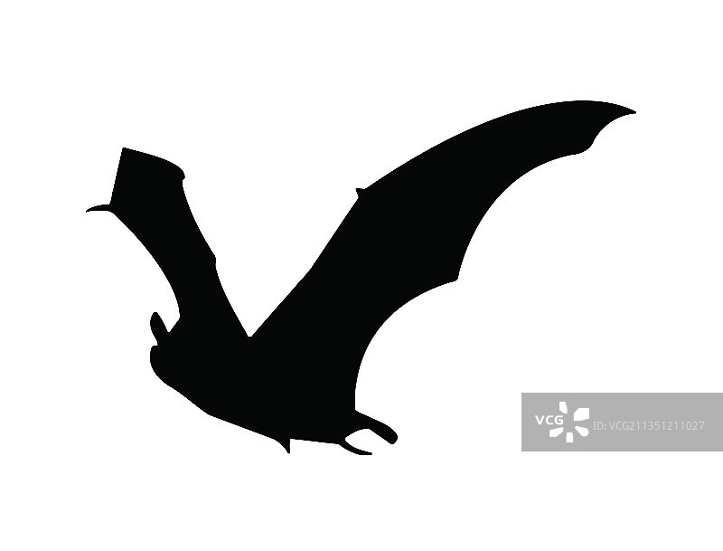 蝙蝠图片素材