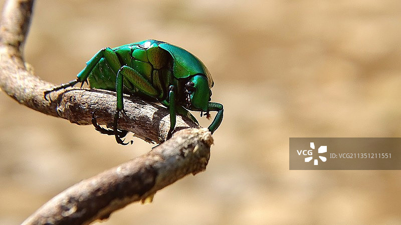 绿色金龟子图片素材