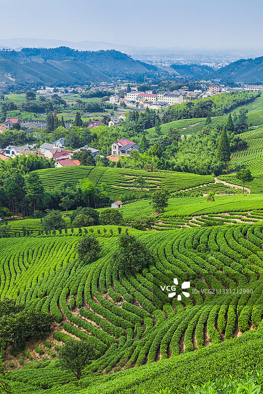 南方的茶山与乡村图片素材