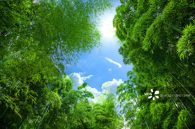 绿意盎然的竹林图片素材