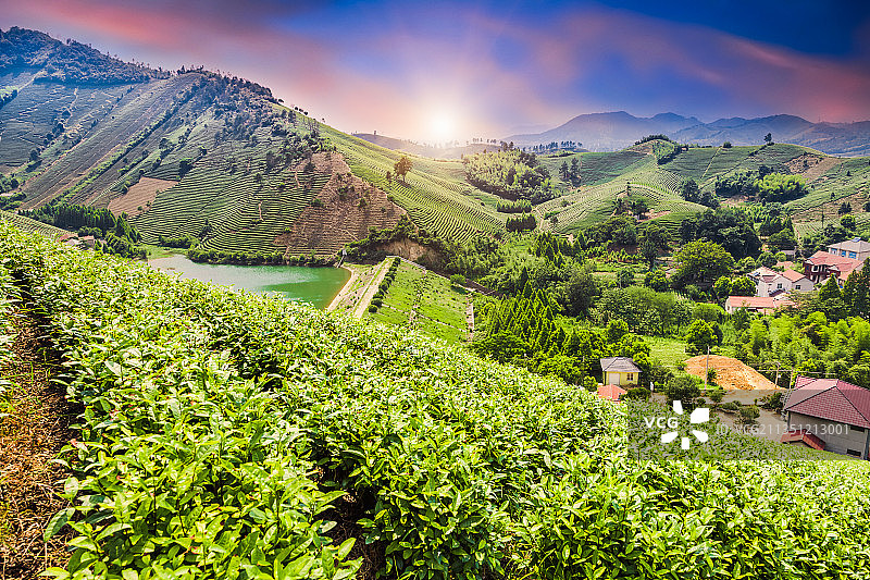 南方的茶山与乡村图片素材