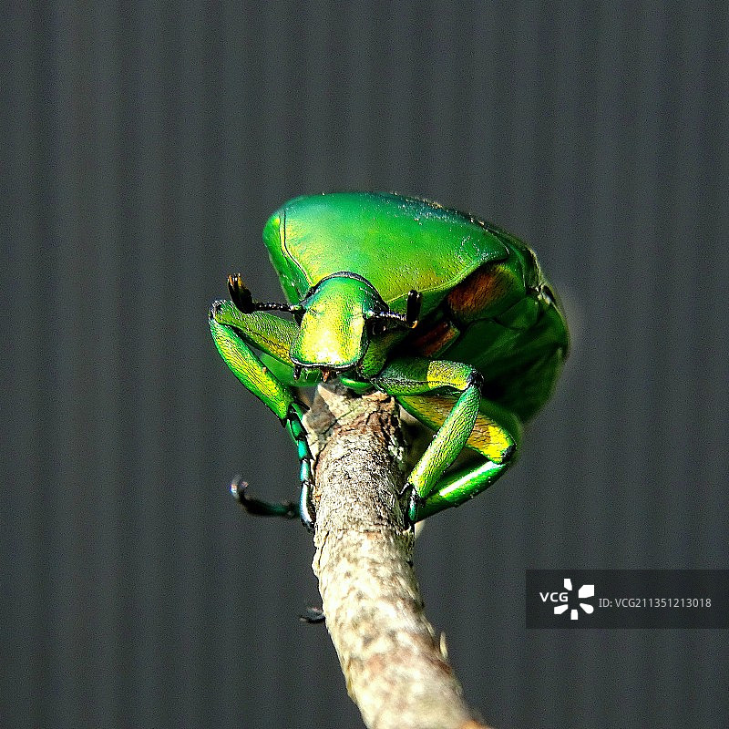 金龟子图片素材