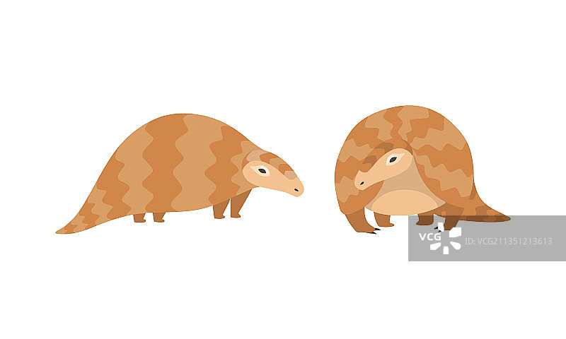 有爪子的穿山甲图片素材