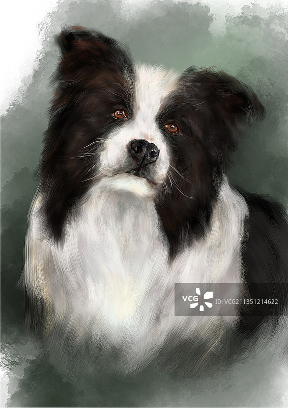 澳洲边牧鼻祖图片素材