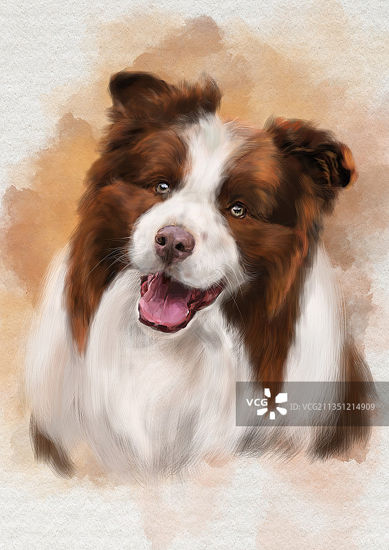 开心的咖啡色边牧图片素材