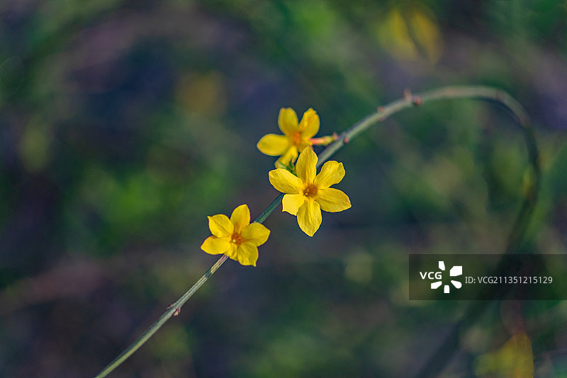 春天盛开的迎春花图片素材