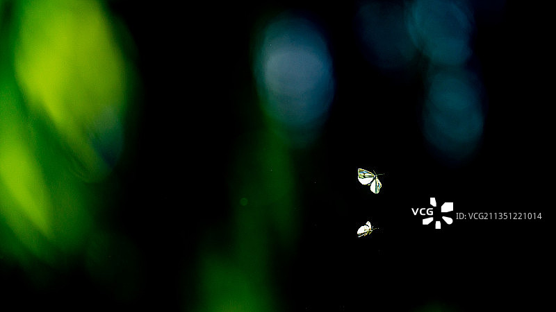 两只蝴蝶图片素材