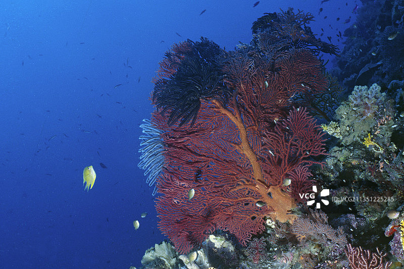 海扇和羽星的珊瑚礁场景图片素材