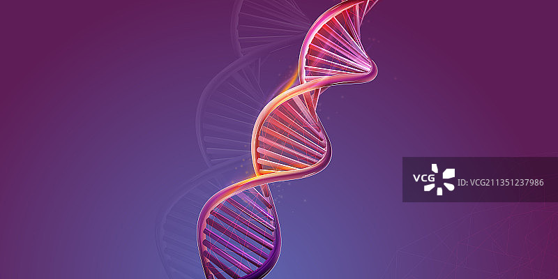 紫色背景上的DNA双螺旋结构图片素材