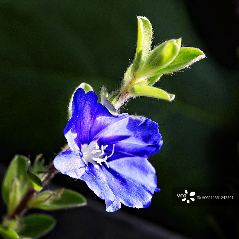 一朵蓝色小花图片素材