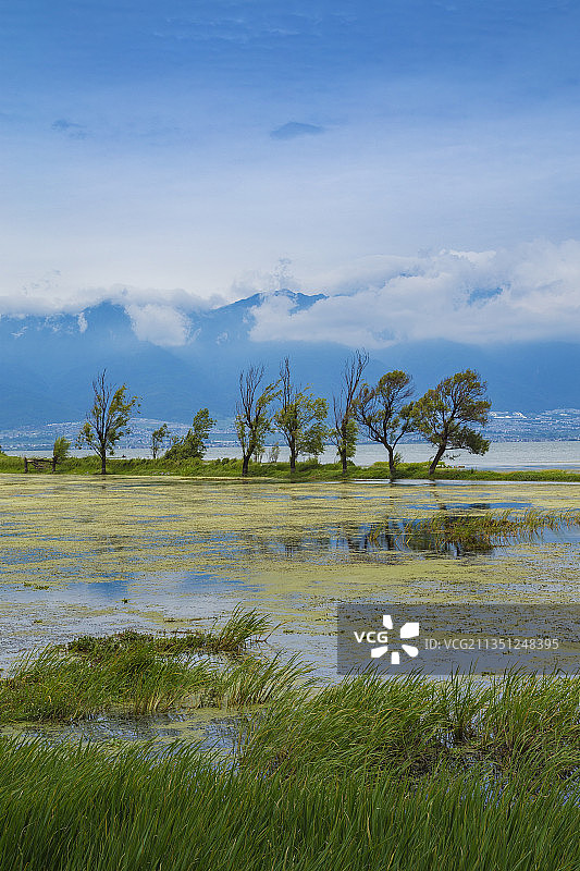 湿地中迎风飘摇的树与草图片素材