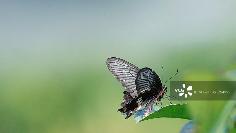 花园里的蝴蝶图片素材