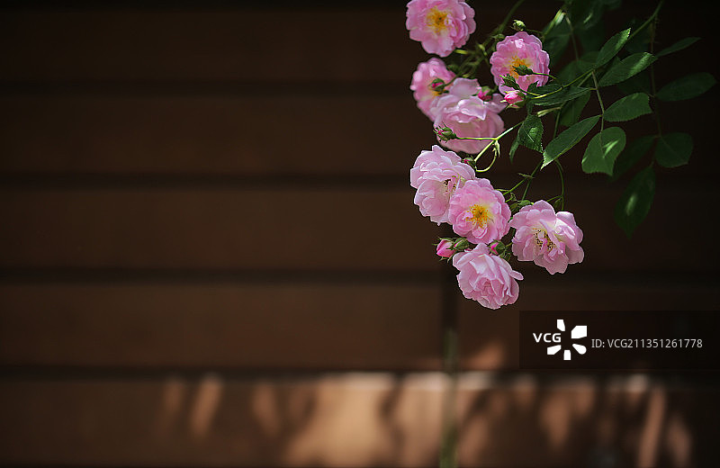 颐和路盛开的蔷薇花图片素材