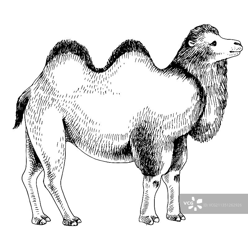 白色背景上的单色双峰骆驼图片素材