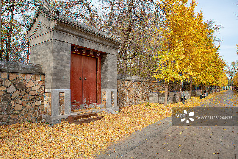 秋天北京圆明园银杏树林特写图片素材